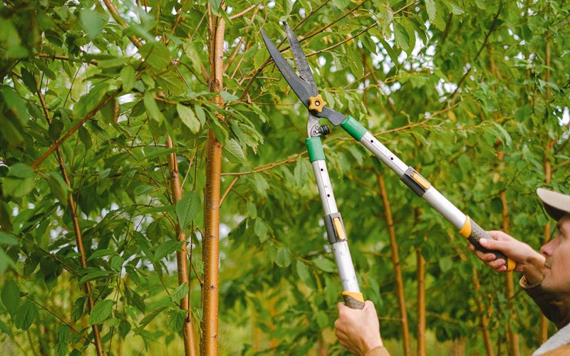 Tree trimming in Williamson, WV